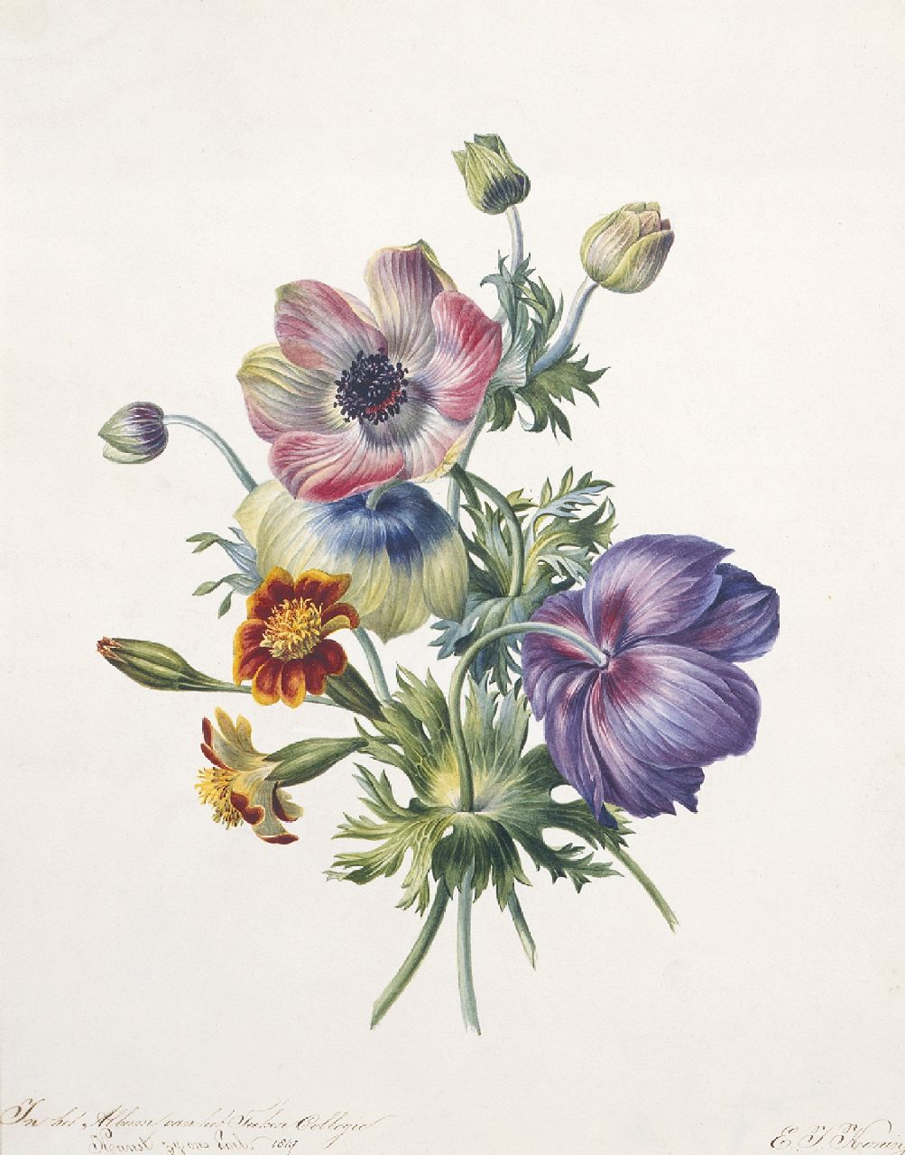Koning E.J.  | Elisabeth Johanna Koning, Studie van takjes anemonen, aquarel op papier 32,2 x 25,6 cm, gesigneerd rechtsonder en gedateerd 1847