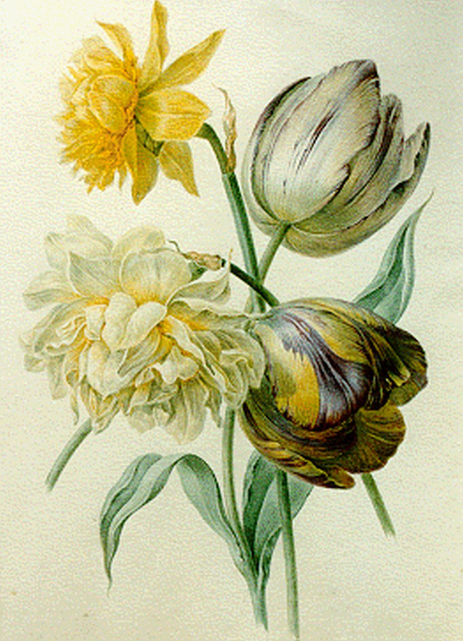 Goeje-Barbiers M.G. de | Maria Geertruida de Goeje-Barbiers, Stilleven van twee tulpen en narcissen, aquarel op papier 26,6 x 19,4 cm, gesigneerd op passe-partout en gedateerd 1844