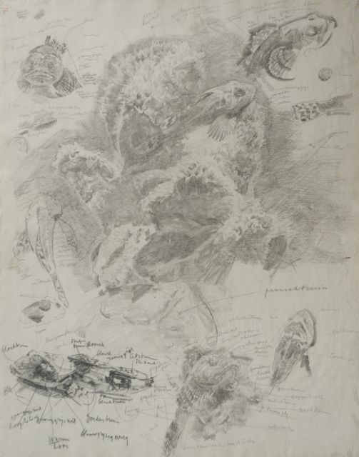 Gerrit Willem Dijsselhof | Studie van rode ponen in aquarium, zwart krijt op papier, 53,0 x 42,3 cm