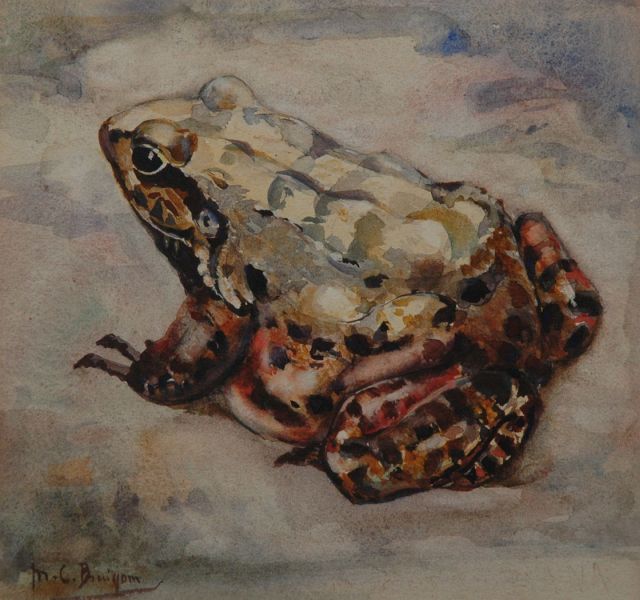Bruigom M.C.  | Brulkikvors, aquarel op papier 18,9 x 19,8 cm, gesigneerd l.o.
