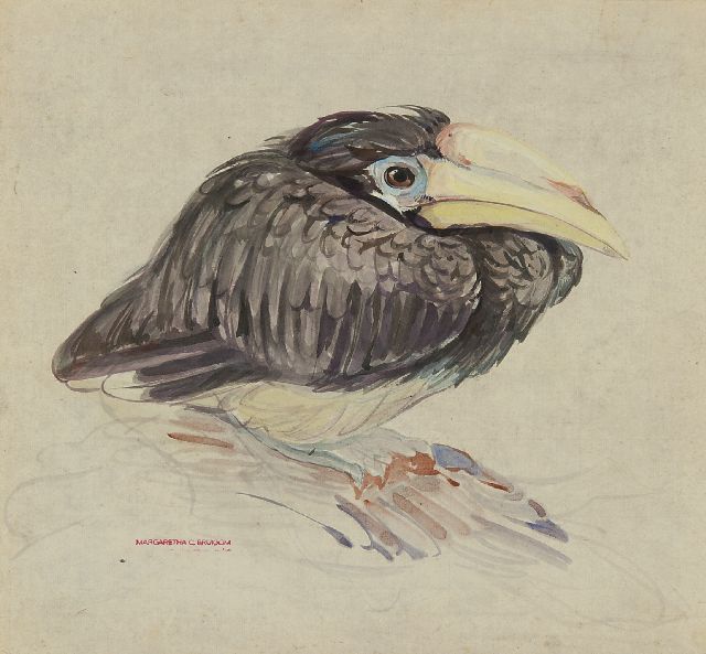 Greta Bruigom | Jonge neushoornvogel, aquarel op papier, 32,4 x 35,5 cm, gesigneerd l.o. met naamstempel