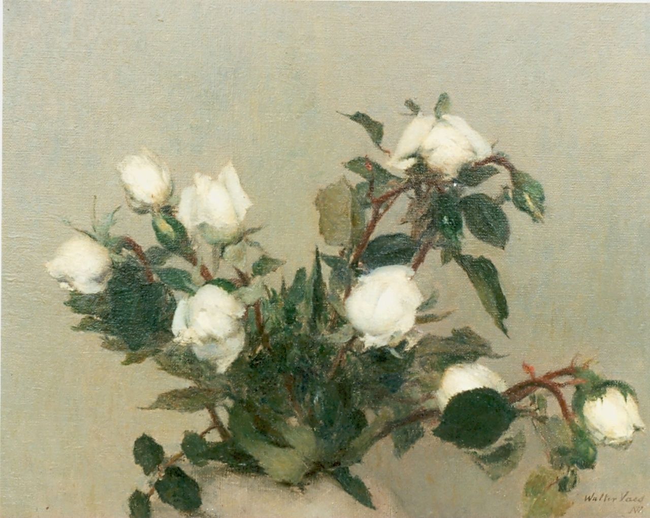 Vaes W.  | Walter Vaes, Witte roosjes, olieverf op doek 31,0 x 40,0 cm, gesigneerd rechtsonder
