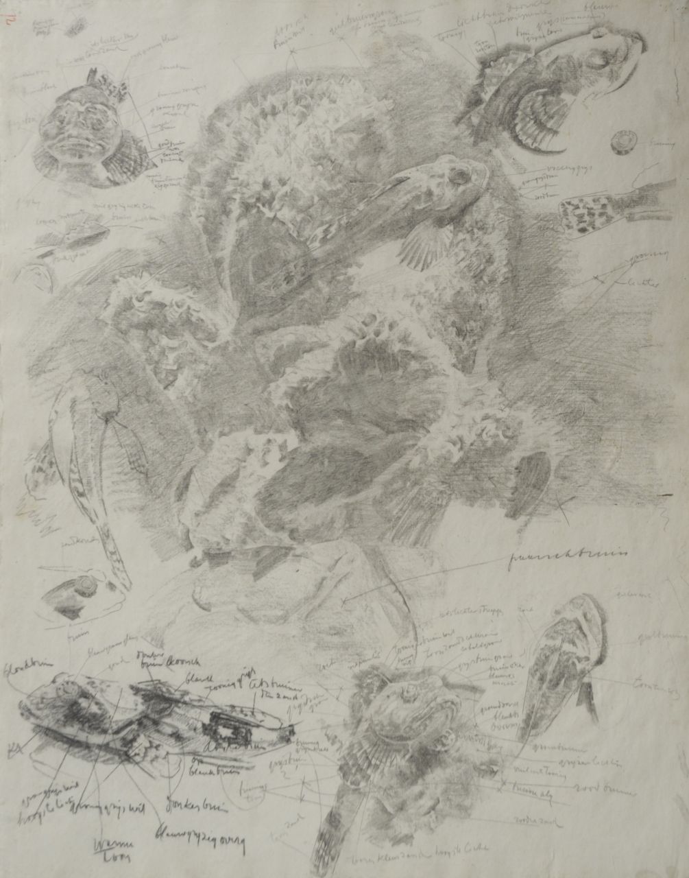 Dijsselhof G.W.  | Gerrit Willem Dijsselhof, Studie van rode ponen in aquarium, zwart krijt op papier 53,0 x 42,3 cm