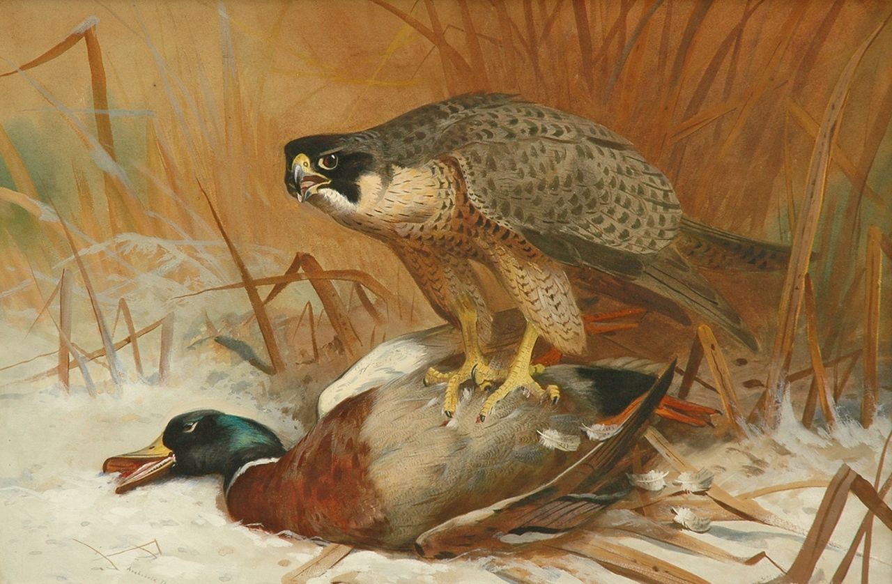 Thorburn A.  | Archibald Thorburn, Valk en wilde eend, aquarel en gouache op papier 47,8 x 71,0 cm, gesigneerd linksonder en gedateerd 1898
