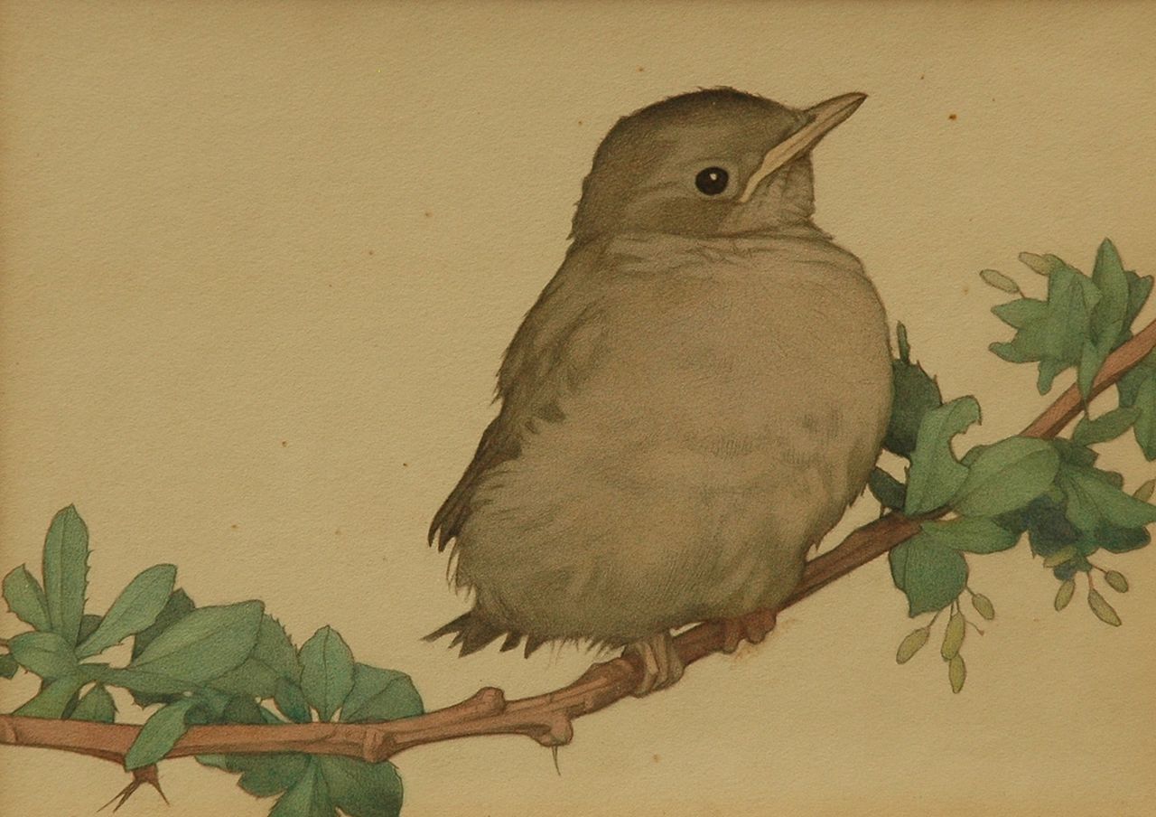 Heil C.E.  | Charles Emile Heil, Jonge katvogel op een tak, potlood en aquarel op papier 20,2 x 24,3 cm, gesigneerd linksboven