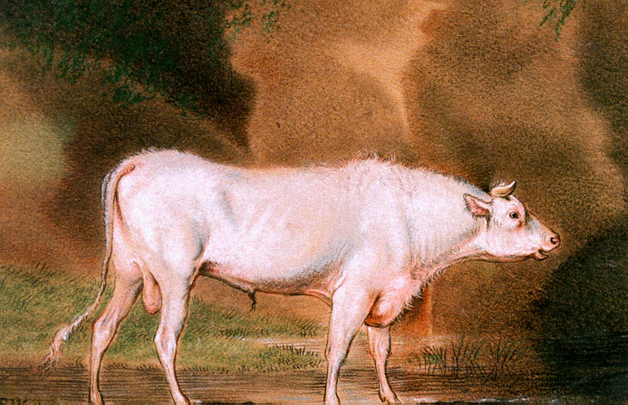 Verboeckhoven E.J.  | Eugène Joseph Verboeckhoven, Witte stier, pastel op papier 13,3 x 18,5 cm, gesigneerd linksonder mon en gedateerd 1816