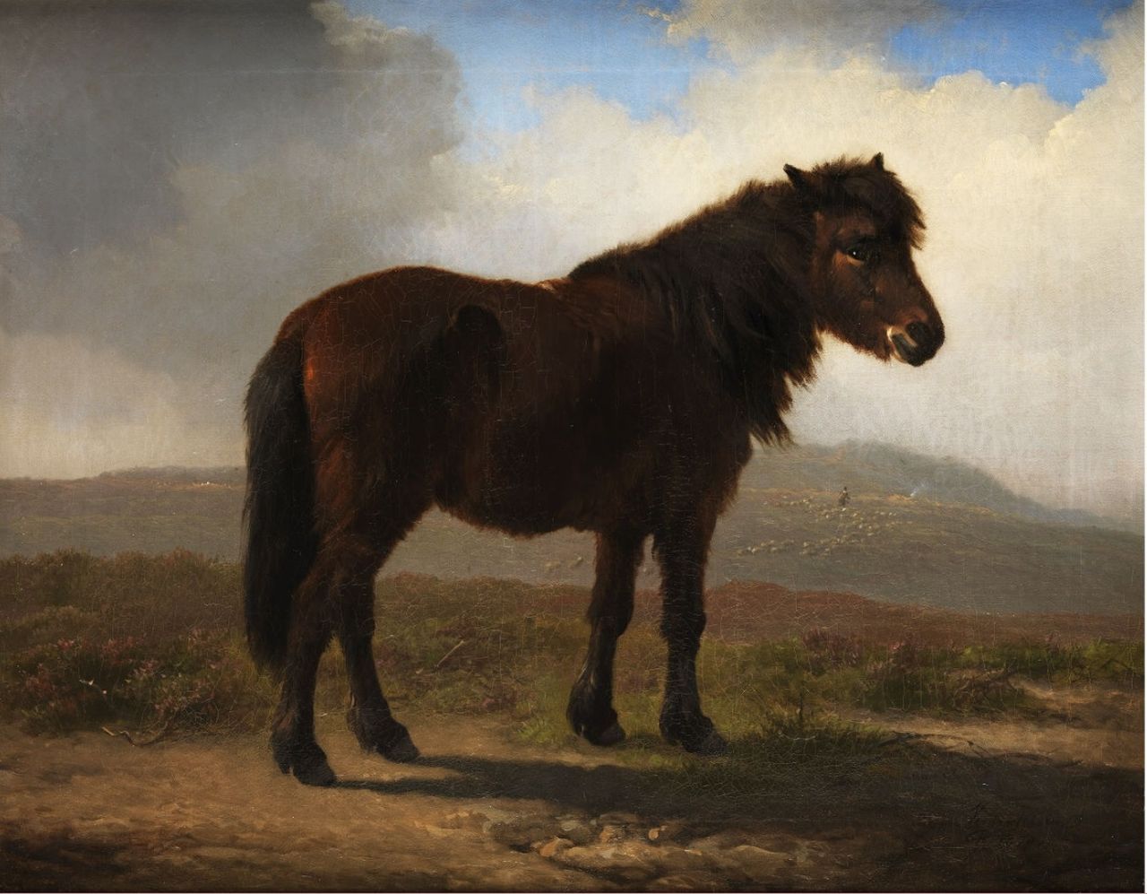 Verboeckhoven E.J.  | Eugène Joseph Verboeckhoven, Shetland pony, olieverf op doek 43,2 x 54,3 cm, gesigneerd rechtsonder en gedateerd 1870