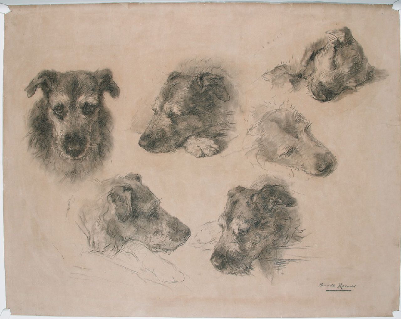 Ronner-Knip H.  | Henriette Ronner-Knip, Studies van een hond, houtskool op papier 76,4 x 96,3 cm, gesigneerd rechtsonder