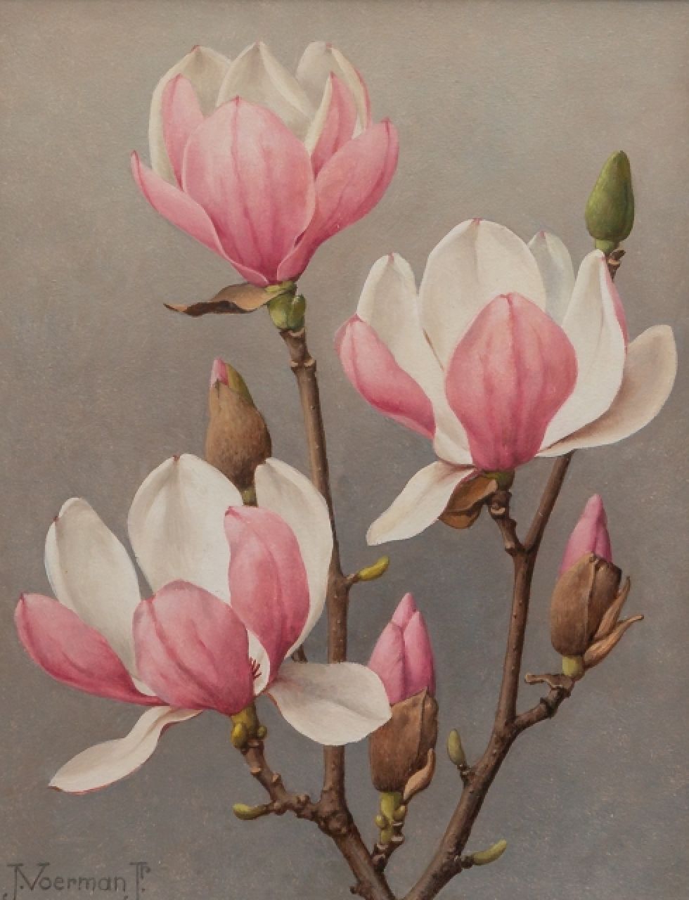 Voerman jr. J. | Jan Voerman jr. | Schilderijen te koop aangeboden | Bloeiende magnoliatak, olieverf op board 29,9 x 24,0 cm, gesigneerd linksonder Voerman jr. J. | Jan Voerman jr. | Schilderijen te koop aangeboden | Bloeiende magnoliatak, olieverf op board 29,9 x 24,0 cm, gesigneerd linksonder