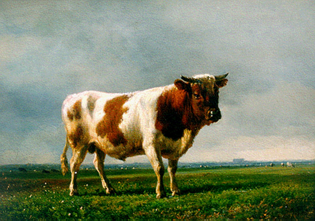 Tom J.B.  | Jan Bedijs Tom, Roodbonte stier in landschap, olieverf op paneel 22,0 x 30,3 cm, gesigneerd rechtsonder + verso