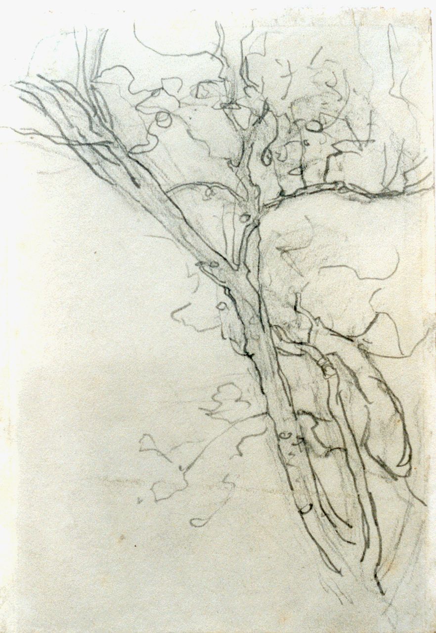 Mondriaan P.C.  | Pieter Cornelis 'Piet' Mondriaan, Schets van een tak, potlood op papier 16,8 x 11,7 cm, te dateren ca. 1905