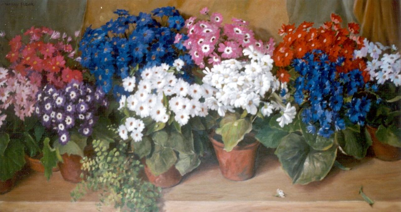 Fleur J.W.  | Johan Willem 'Willy' Fleur, Cineraria's, olieverf op doek 65,3 x 119,9 cm, gesigneerd linksboven