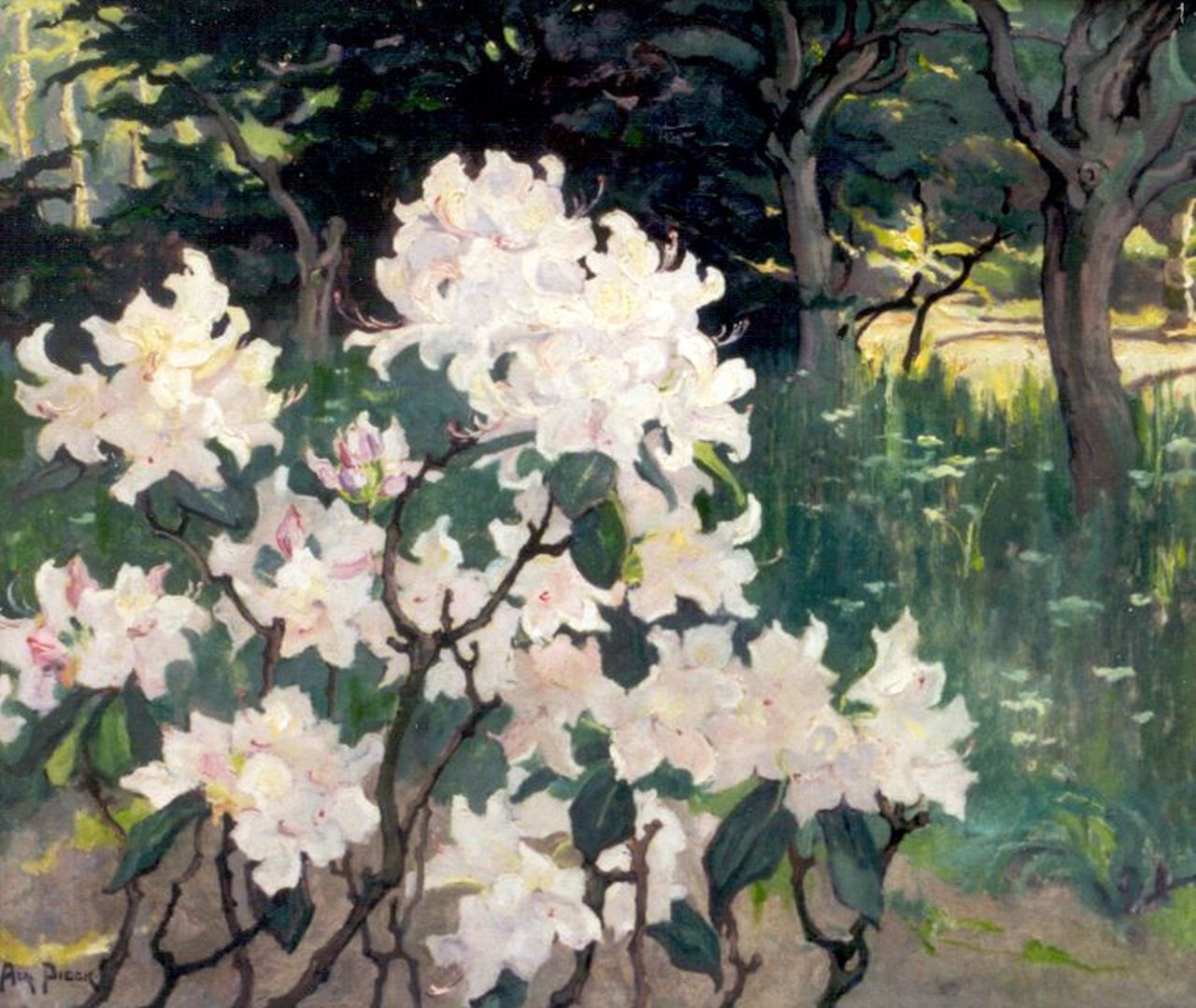 Pieck A.J.  | Adriana Jacoba 'Adri' Pieck, Rhododendrons, olieverf op doek 55,9 x 65,5 cm, gesigneerd linksonder