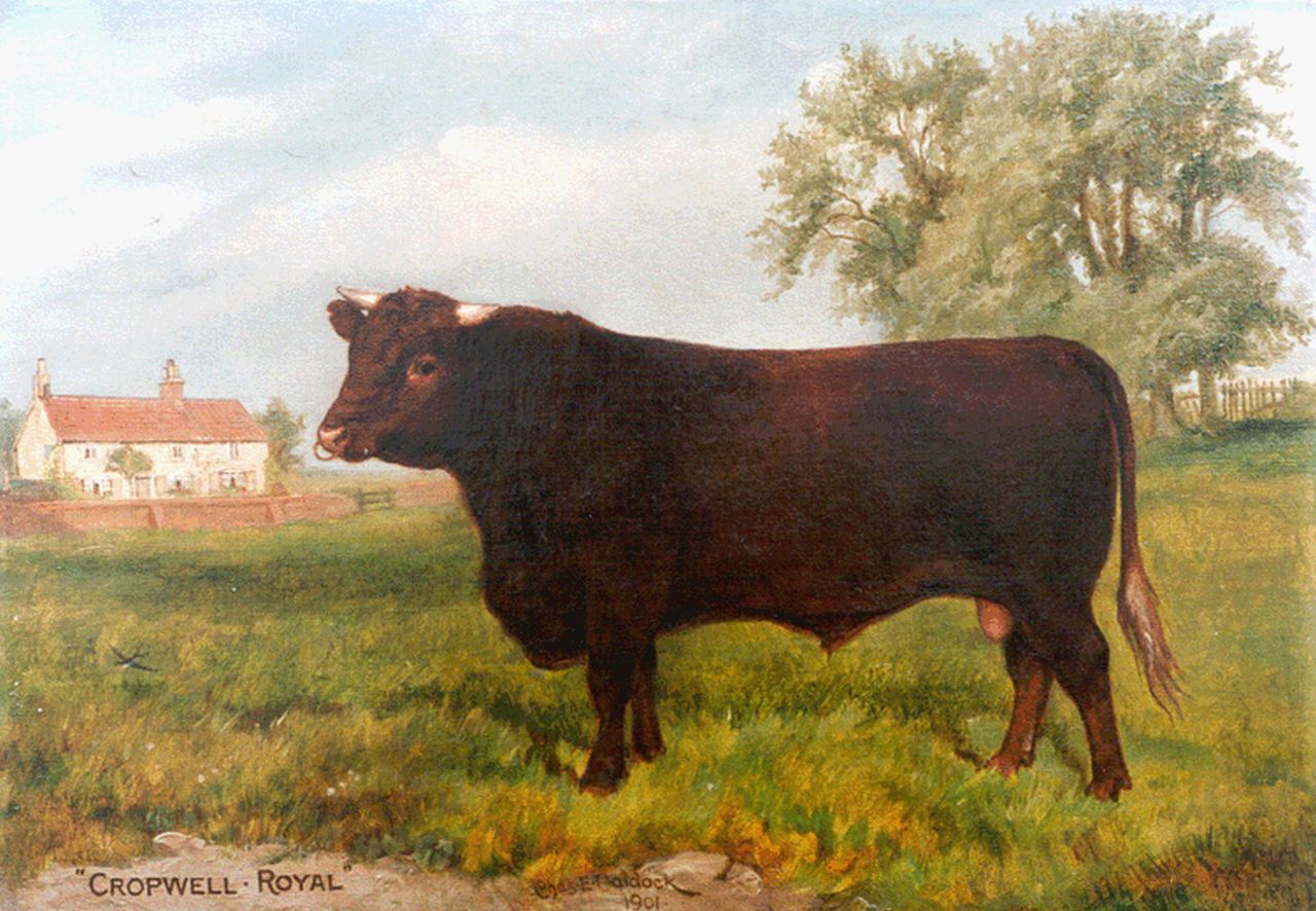 Baldock C.E.M.  | Charles Edwin M. Baldock, Cropwell Royal, portret van een stier, olieverf op doek 29,8 x 42,0 cm, gesigneerd links van het midden. en gedateerd 1902