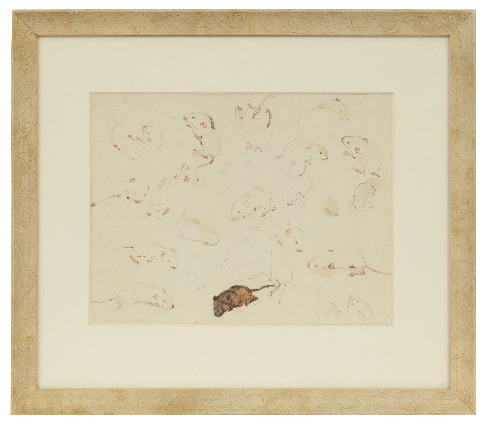 Greta Bruigom | Aquarellen te Studie van muizen, dagen oud