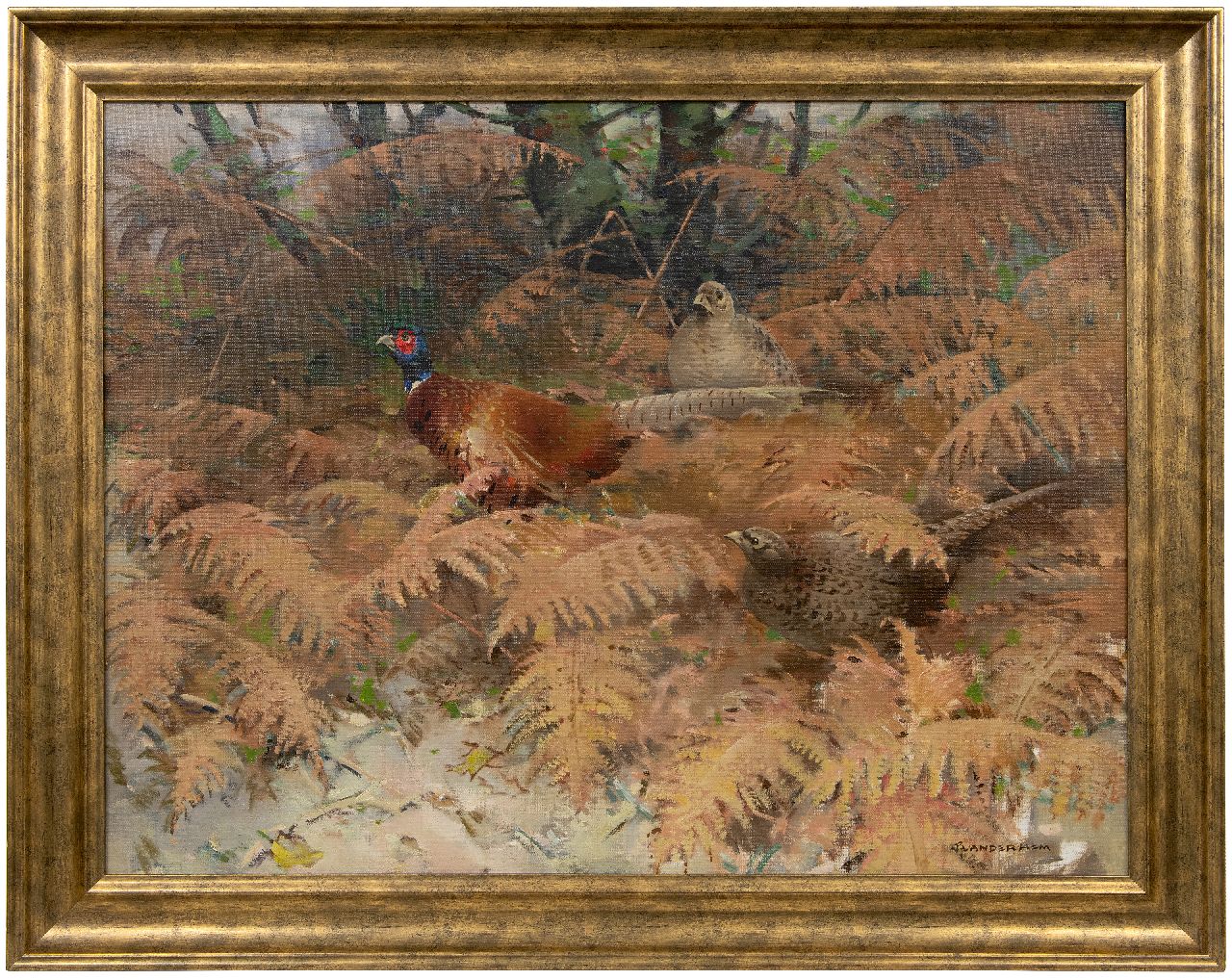 Hem P. van der | Pieter 'Piet' van der Hem | Schilderijen te koop aangeboden | Fazantenhaan met twee hennen tussen varens, olieverf op doek 75,5 x 100,0 cm, gesigneerd rechtsonder