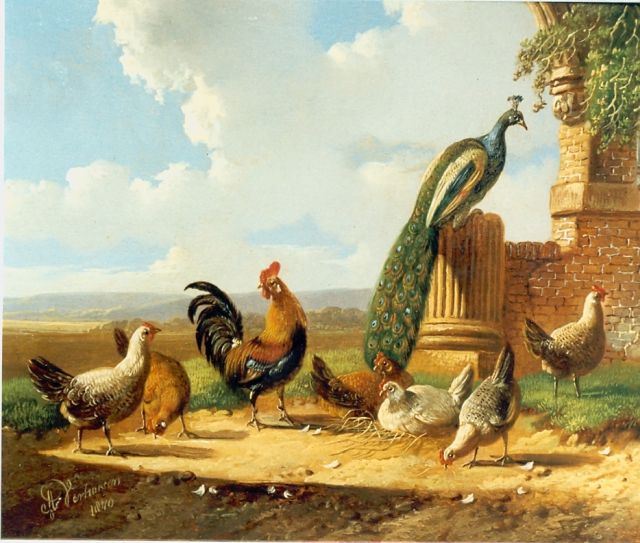 Albertus Verhoesen | Kippen en pauw op erf, olieverf op doek, 13,6 x 17,0 cm, gesigneerd l.o.