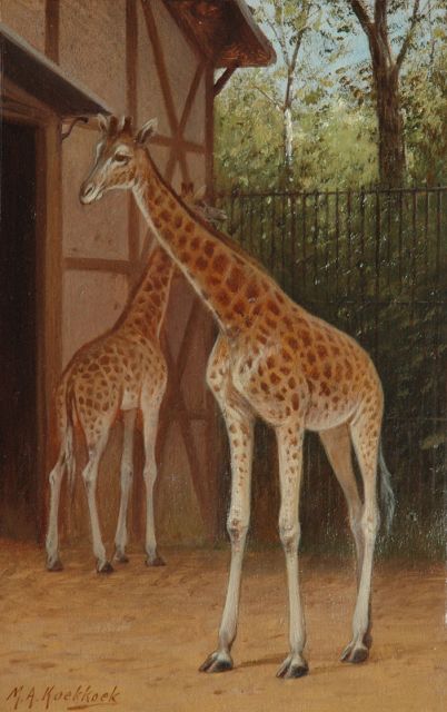 Marinus Adrianus Koekkoek II | Giraffen in Artis, olieverf op papier op board, 25,4 x 16,3 cm, gesigneerd l.o.