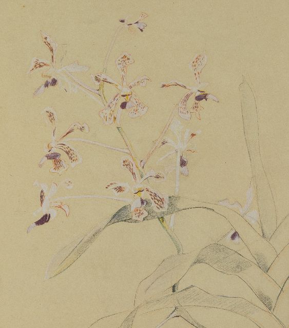 Greta Bruigom | Orchideeëntak, potlood, krijt en aquarel op papier, 45,9 x 32,4 cm, gesigneerd r.o.