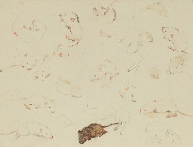 Greta Bruigom | Studie van muizen, 10 dagen oud, potlood en aquarel op papier, 19,9 x 24,1 cm, gesigneerd r.o.