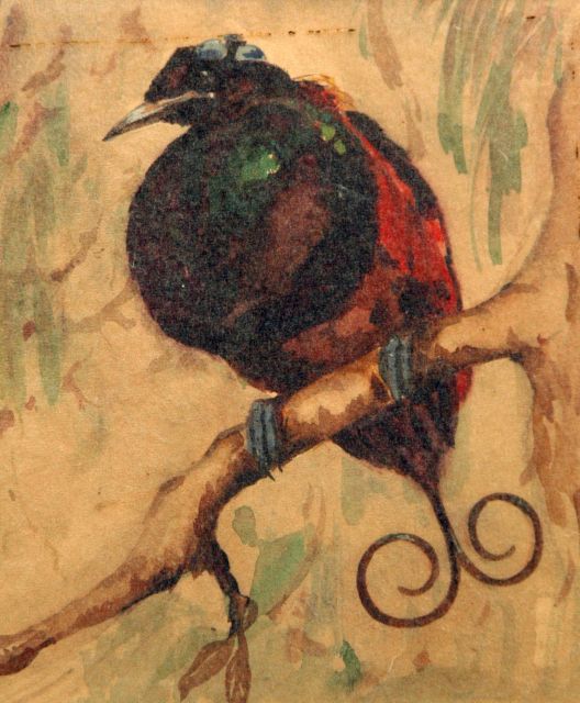 Greta Bruigom | Paradijsvogeltje, aquarel op papier, 17,5 x 14,8 cm