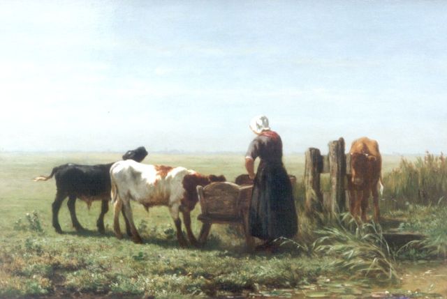 Jan de Haas | Stier in de weide, olieverf op doek, 35,0 x 50,0 cm