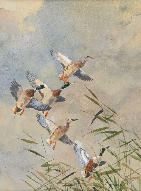 Jo Schijnder | Opvliegende eenden, aquarel op papier, 36,0 x 27,2 cm, gesigneerd r.o.