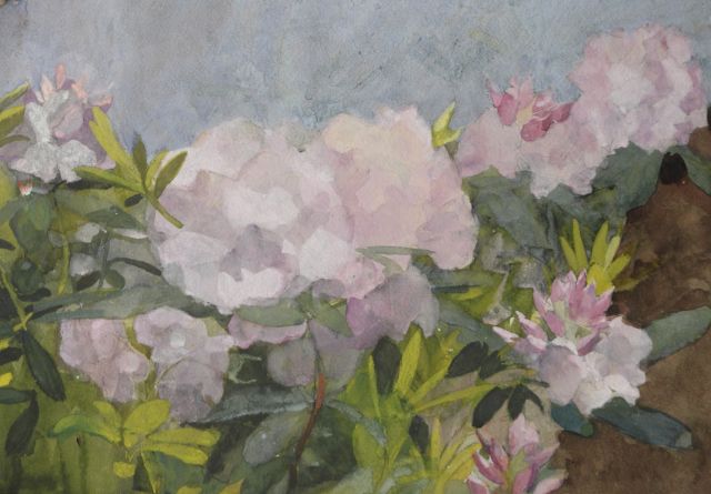 Marie Heineken | Rhododendrons in bloei, aquarel op papier, 35,5 x 50,8 cm