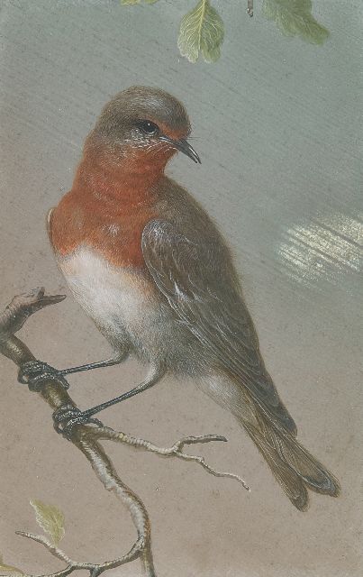 Christoph Ludwig Agricola | Roodborstje, gouache op perkament, 15,0 x 9,5 cm