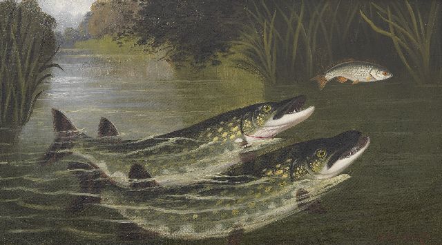 A. Roland Knight | Twee rovende vissen - snoek en voorn, olieverf op doek, 45,5 x 81,6 cm, gesigneerd r.o.