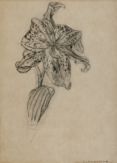 Mondriaan P.C.  | Lelie, houtskool op papier 25,9 x 19,0 cm, gesigneerd r.o. 'P. Mondrian' en te dateren 1912 of na 1921