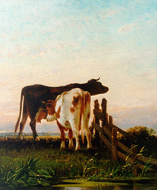 Cornelis Westerbeek | Koeien bij een hek, olieverf op paneel, 42,5 x 36,5 cm, gesigneerd r.o. en gedateerd '81