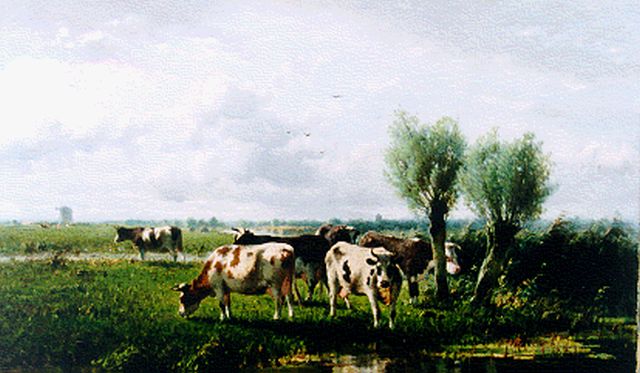 Westerbeek C.  | Koeien in Hollands landschap, olieverf op doek 56,8 x 96,8 cm, gesigneerd l.o. en gedateerd '96