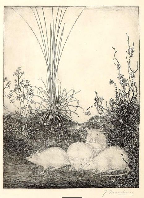 Jan Mankes | Vier muizen, ets, 23,5 x 15,8 cm, gesigneerd r.o.