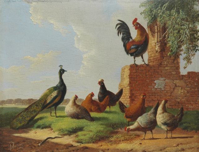 Albertus Verhoesen | Pluimvee en een pauw bij een vervallen muur, olieverf op paneel, 13,2 x 16,7 cm, gesigneerd l.o. en gedateerd 1869