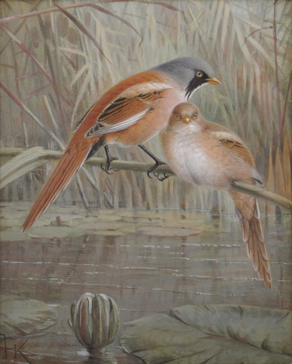 Johannes Gerardus Keulemans, Baardmannetjes op een rietstengel, gouache op papier
